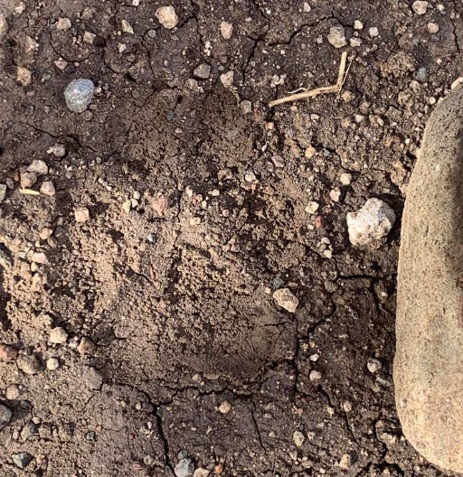 Wolf Track on Dirt Road Near Buzzard Peak